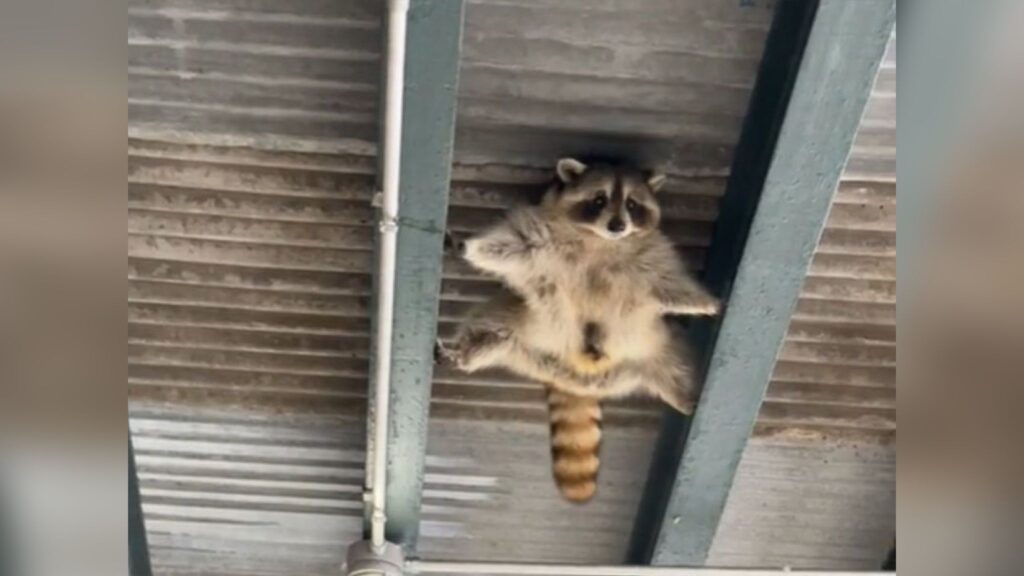 Raccoon Raccoon